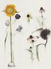 Linda Etcoff, SMFA '75, '76, 5th Year Traveling Fellowship Award, Sunflower in Vase * and Other Flowers