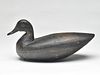 Black duck, from the Eastern Shore of Virginia, circa 1900. 