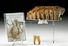 Fossilized Cave Bear Tooth, Mammoth Tooth & Fur (3 pcs)