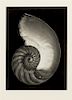 Edward Weston, (American, 1886-1958), Nautalus Shell, 1927