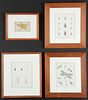 Group of 4 Framed Insect Engravings