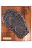 1988 D.D. Edwards North American Grizzly Paw Print