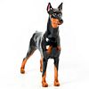 Doberman Pinscher HN2645 - Royal Doulton Dog Figure