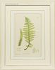 Four Plates from Thomas Moore's The Ferns of Great Britain