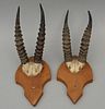 Two Pairs of Antelope Horns