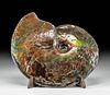 Stunning Alberta Fossilized Ammolite Ammonite