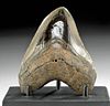 Fossilized Megalodon Tooth w/ Nice Polishing