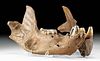 Rare Fossilized Giant Short Faced Bear Lower Jaw Bones