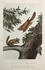 John Woodhouse Audubon - Flying Squirrels