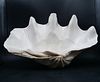 Large South Pacific Clamshell, 17 Inches