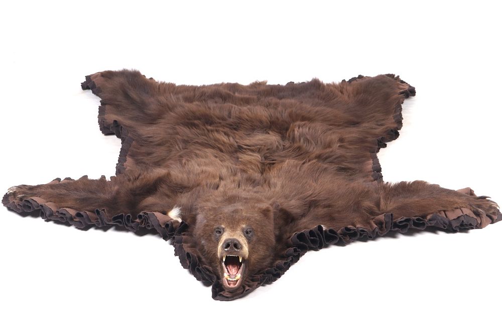 Montana Taxidermy Black Bear Rug Sold, How Much Does It Cost To Make A Bear Skin Rug